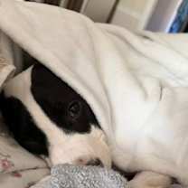 Thumbnail photo of Hank #2