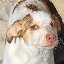 Thumbnail photo of Mooshka #1