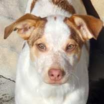 Thumbnail photo of Mooshka #2