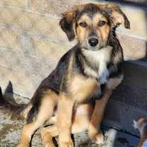 Thumbnail photo of Loddie #2