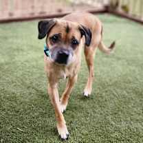 Thumbnail photo of Kylo - Chino Hills Location #3