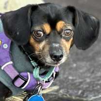 Thumbnail photo of Arfie #3