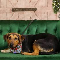 Thumbnail photo of Sable (Charlie) #1