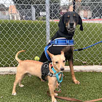 Thumbnail photo of Lucille #4