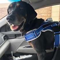 Thumbnail photo of Lucille #2