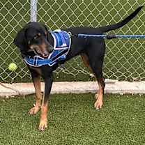 Thumbnail photo of Lucille #1