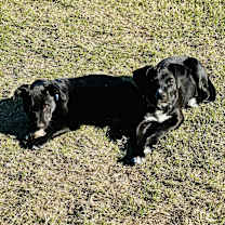 Thumbnail photo of Crow #2