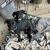 Thumbnail photo of Crow #3