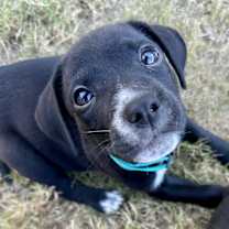 Thumbnail photo of Crow #4