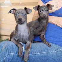 Thumbnail photo of Angus #3