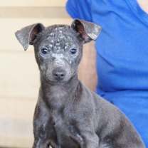 Thumbnail photo of Angus #4