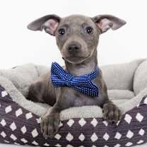 Thumbnail photo of Malcolm #1