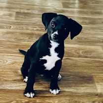 Thumbnail photo of Crow #1