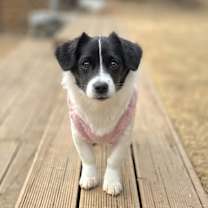 Thumbnail photo of Moyul #1