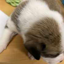 Thumbnail photo of 032405 - Luka #1