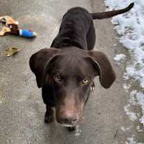 Thumbnail photo of Scooter #2