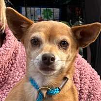 Thumbnail photo of Bella #2