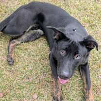 Thumbnail photo of Buckley #3