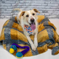 Thumbnail photo of Ryder #4