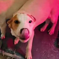 Thumbnail photo of Linus #4