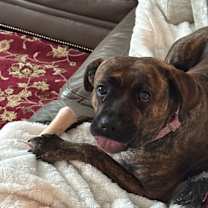 Thumbnail photo of Bruin #2