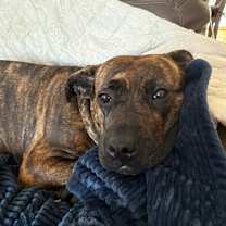 Thumbnail photo of Bruin #4