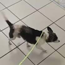 Thumbnail photo of Dodge #3