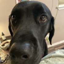 Thumbnail photo of Olive #3