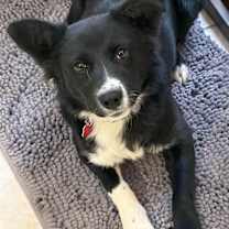 Thumbnail photo of RILEY #3