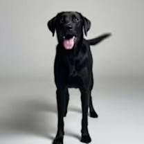 Thumbnail photo of Prince #1