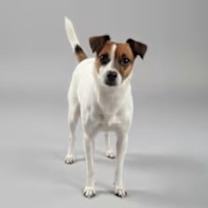 Thumbnail photo of Lucy #1