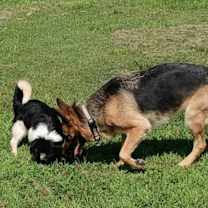 Thumbnail photo of Morgan #1