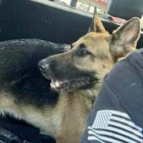 Thumbnail photo of Morgan #2