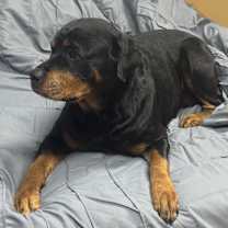 Thumbnail photo of Mabel #1