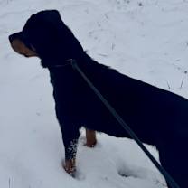 Thumbnail photo of Mabel #2