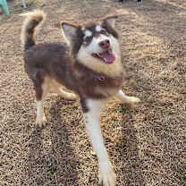 Thumbnail photo of Terra #4