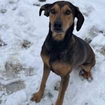 Thumbnail photo of Aspen #3