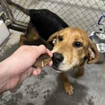 Thumbnail photo of Roscoe #2