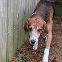 Thumbnail photo of Bongo #1