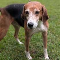 Thumbnail photo of Bongo #3