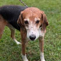 Thumbnail photo of Bongo #4