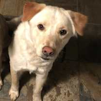 Thumbnail photo of Leo #2