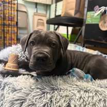 Thumbnail photo of Mr. Pokchop #1