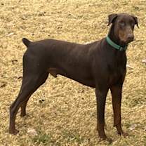 Thumbnail photo of Chip #2