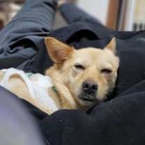 Thumbnail photo of Mongsil #4