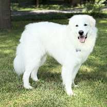 Thumbnail photo of Milo #1