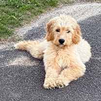 Thumbnail photo of Kai #2