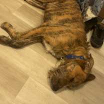 Thumbnail photo of Whiskey #4