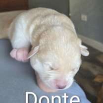 Thumbnail photo of Donte #2