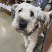 Thumbnail photo of Sasha Saoirse  #1